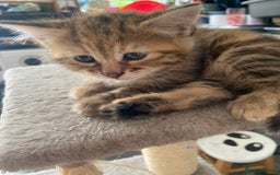 British Longhair cats for sale: 4 Beautiful tabby kittens - Image 15