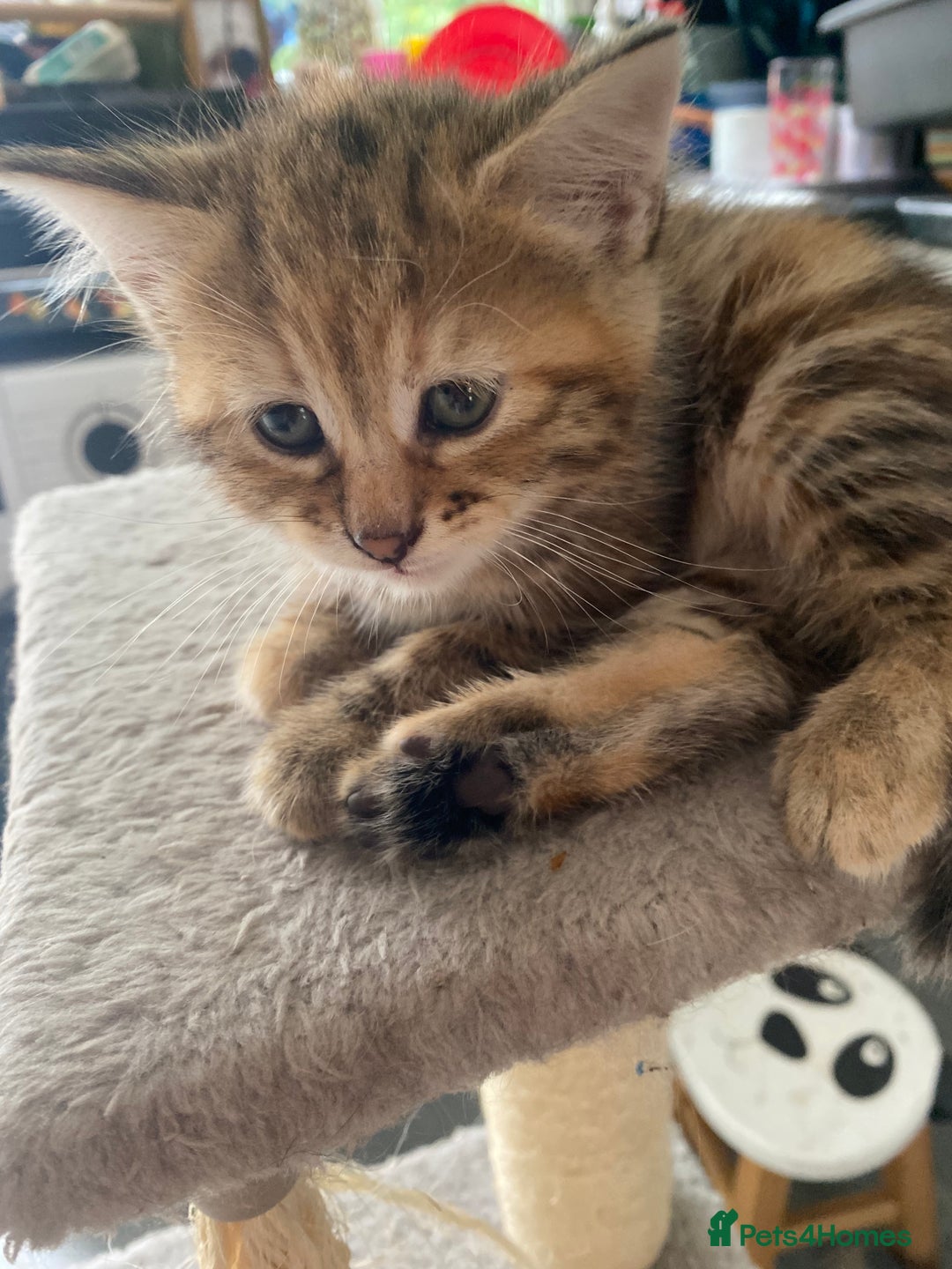 British Longhair cats for sale: 4 Beautiful tabby kittens - Image 15