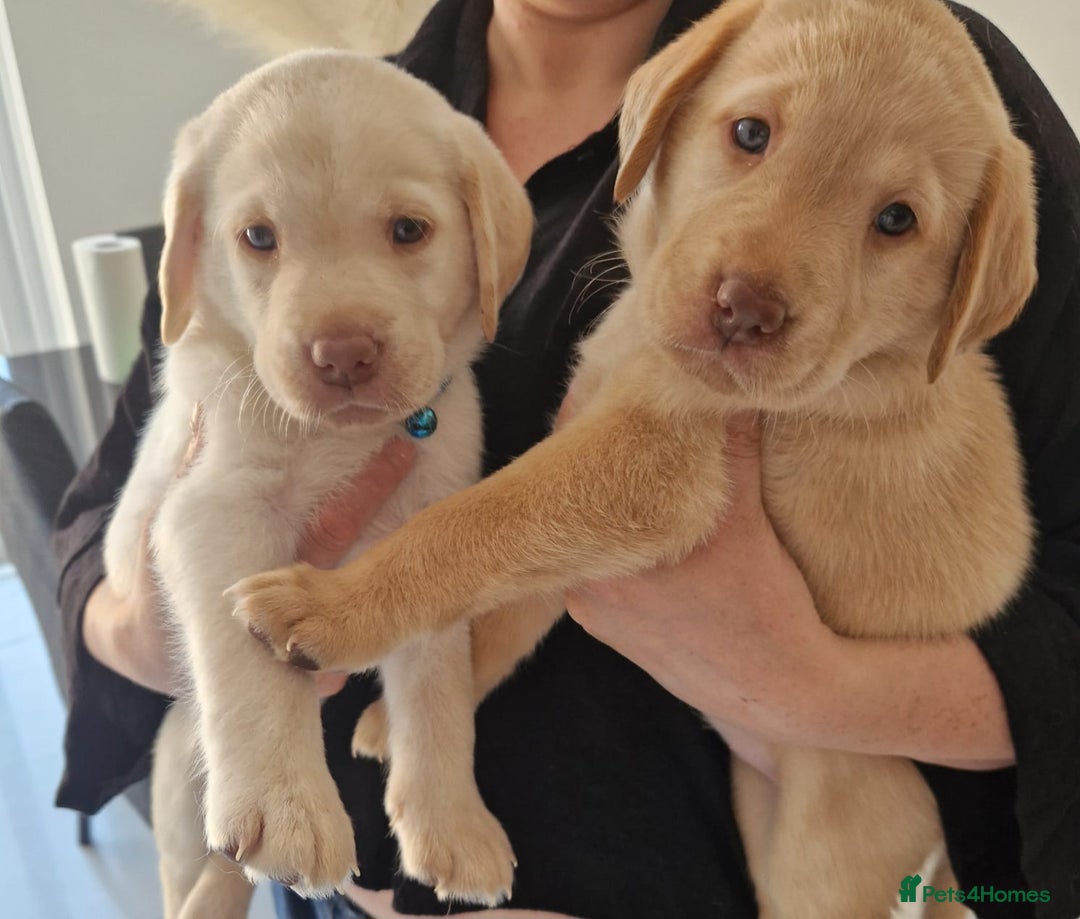 Labrador Retriever dogs for sale: Gorgeous labrador puppies - Image 2
