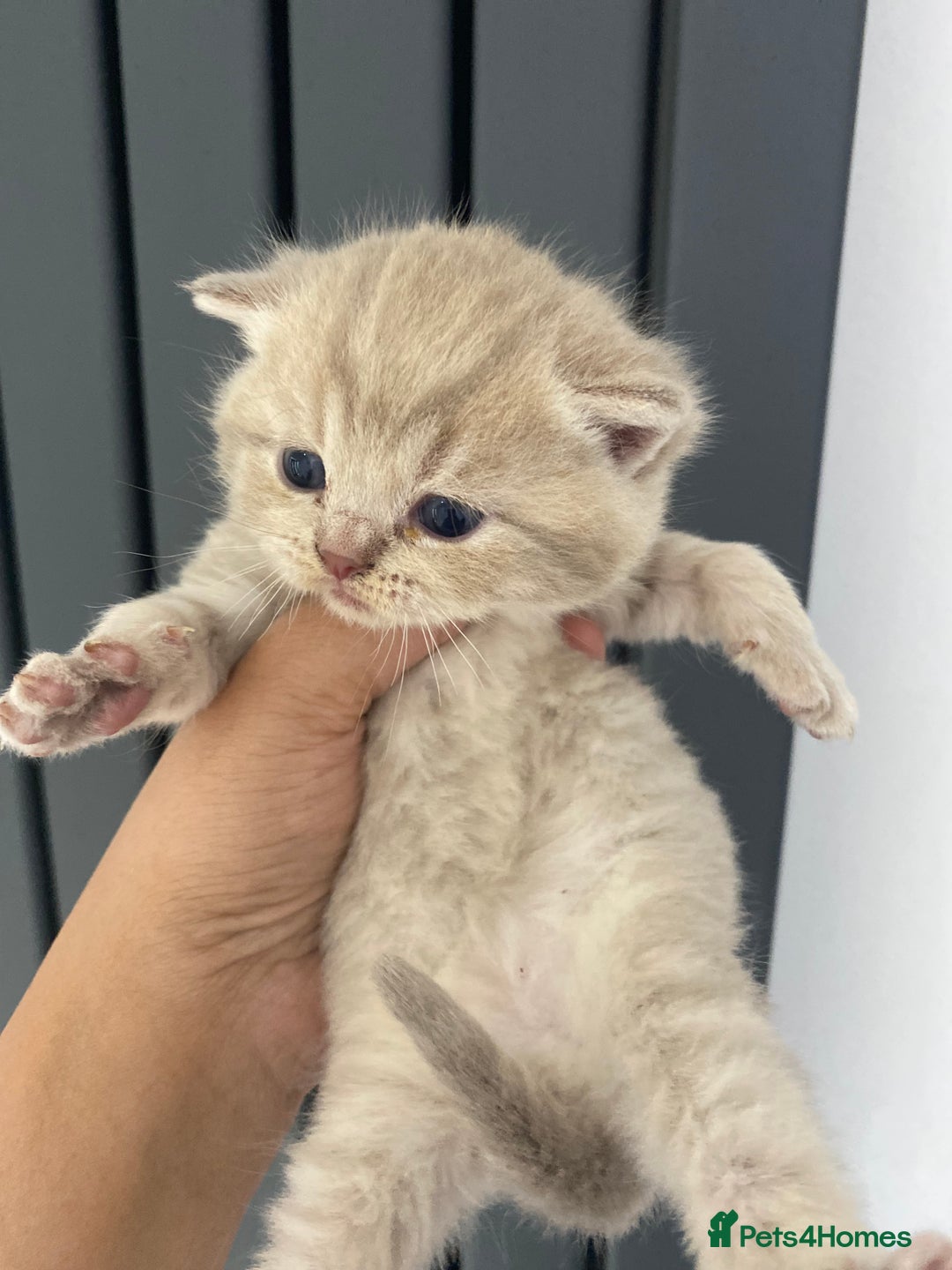 British Shorthair cats for sale: Gorgeous British shorthair kittens  - Image 14