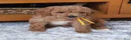 Cavapoochon dogs for sale: Small Cavapoochon red puppies - Advert 3