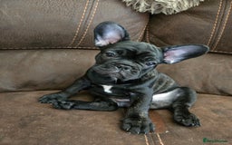 French Bulldog dogs for sale: 5 beautiful healthy French bulldogs. - Image 4