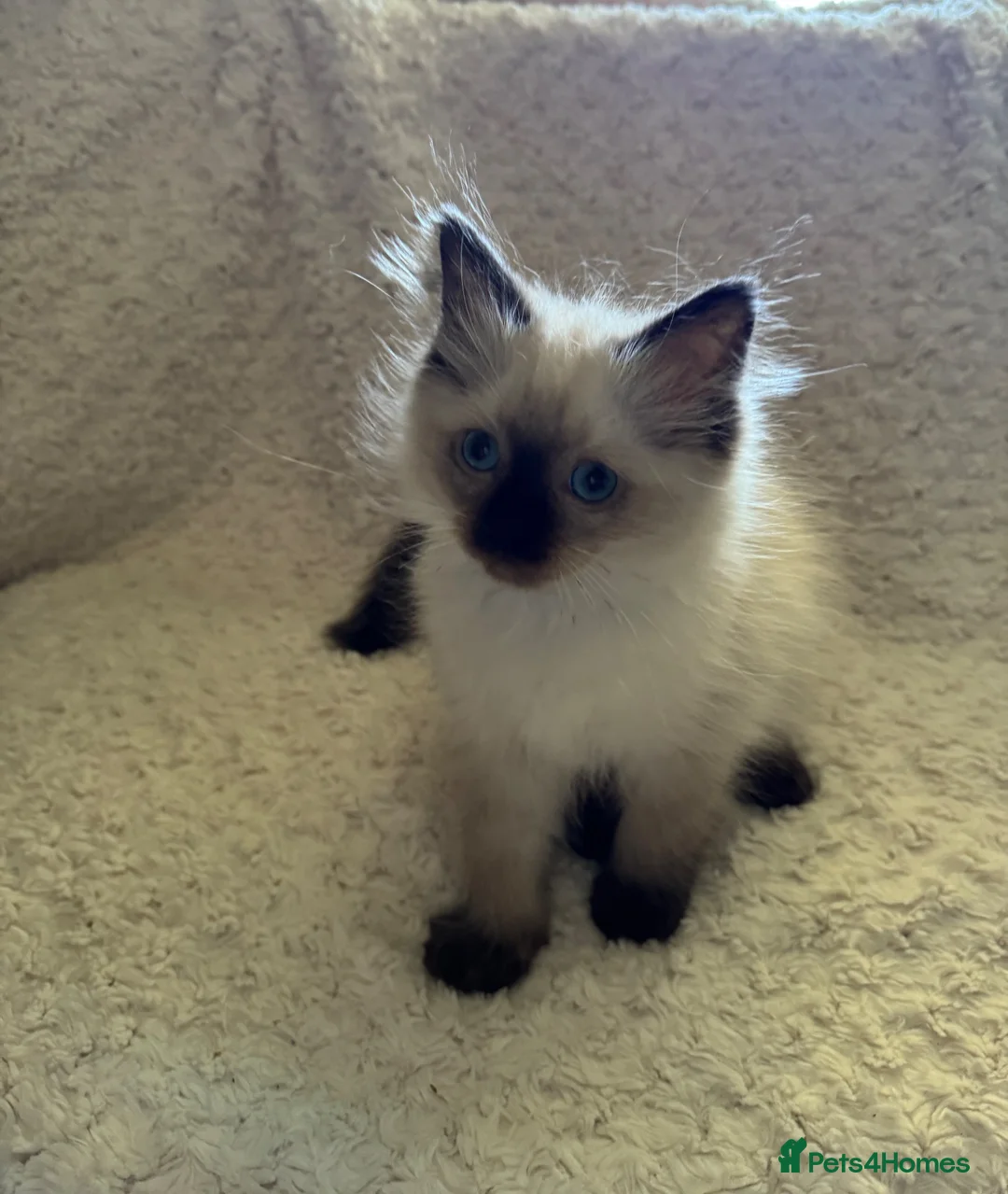 Ragdoll cats for sale: Ragdoll kittens - Advert 39