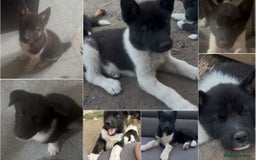 Akita dogs for sale: Sly Cooper 9 - Puppies Akita Ready To Go NOW‼️ - Image 3