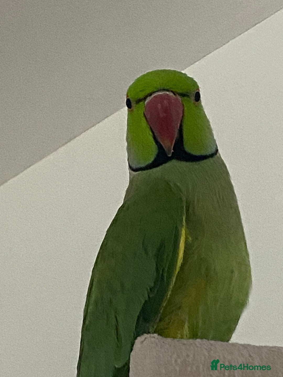 Ringnecks birds for sale: Male Indian ringneck - Advert 2