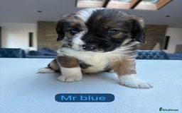 Mixed Breed dogs for sale: Outstanding Saint Bernadoodle Puppies  - Image 32