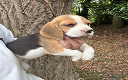 Beagle dogs for sale: BEAUTIFUL KC REG BEAGLES  - Image 18