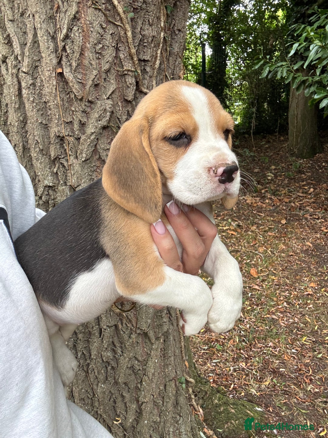 Beagle dogs for sale: BEAUTIFUL KC REG BEAGLES  - Image 18