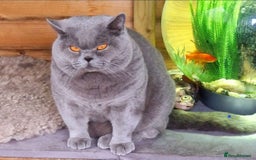 British Shorthair cats for sale: British Shorthair Blue kittens  - Image 11