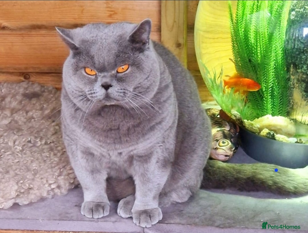 British Shorthair cats for sale: British Shorthair Blue kittens  - Image 11