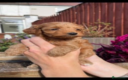 Cockapoo dogs for sale: Beautiful cockapoo puppies - Image 2