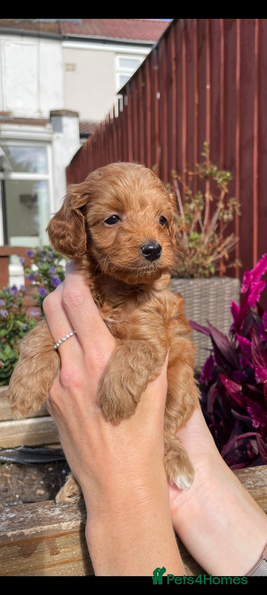Cockapoo dogs for sale: Beautiful cockapoo puppies - Image 2