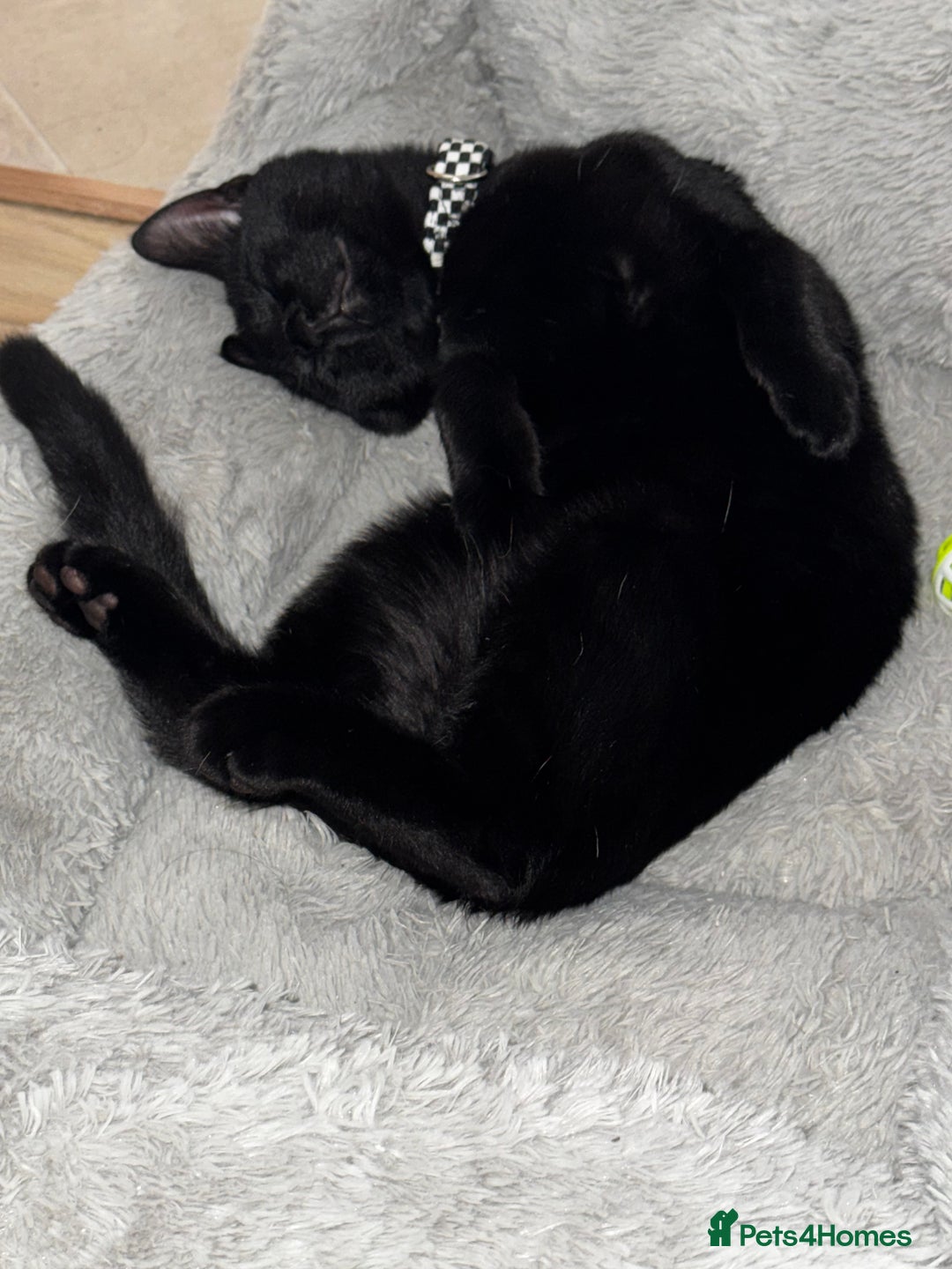 British Shorthair cats for sale: Loki - 6 months old kitten - Image 3