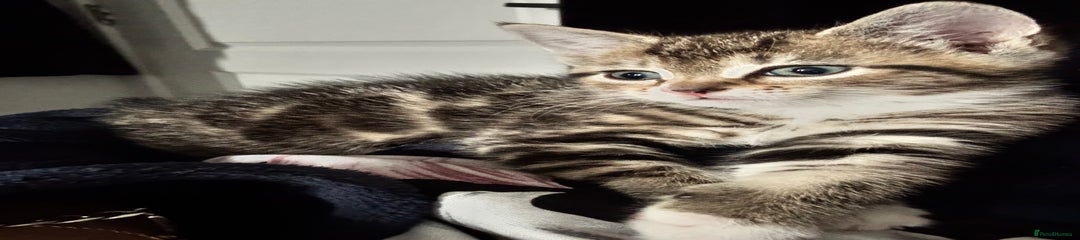Mixed Breed Kitten 1