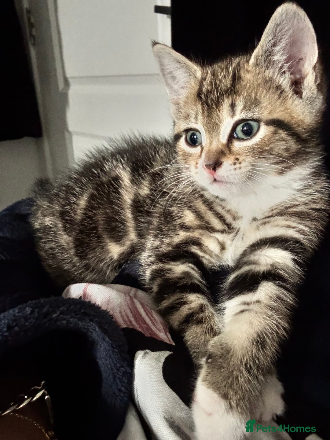 Mixed Breed cats for sale: 2 male kittens 5 month old - Image 4