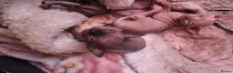 Sphynx cats for sale: Sphynx kitteens in Dewsbury - Advert 7