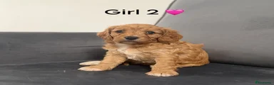 Cavapoo Puppy 5