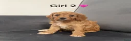 Cavapoo dogs for sale: Beautiful Cavapoo puppies - Advert 6