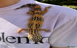 Leopard Gecko reptiles for sale: Leo the Leopard Gecko. Black Night/Mack Snow - Image 8