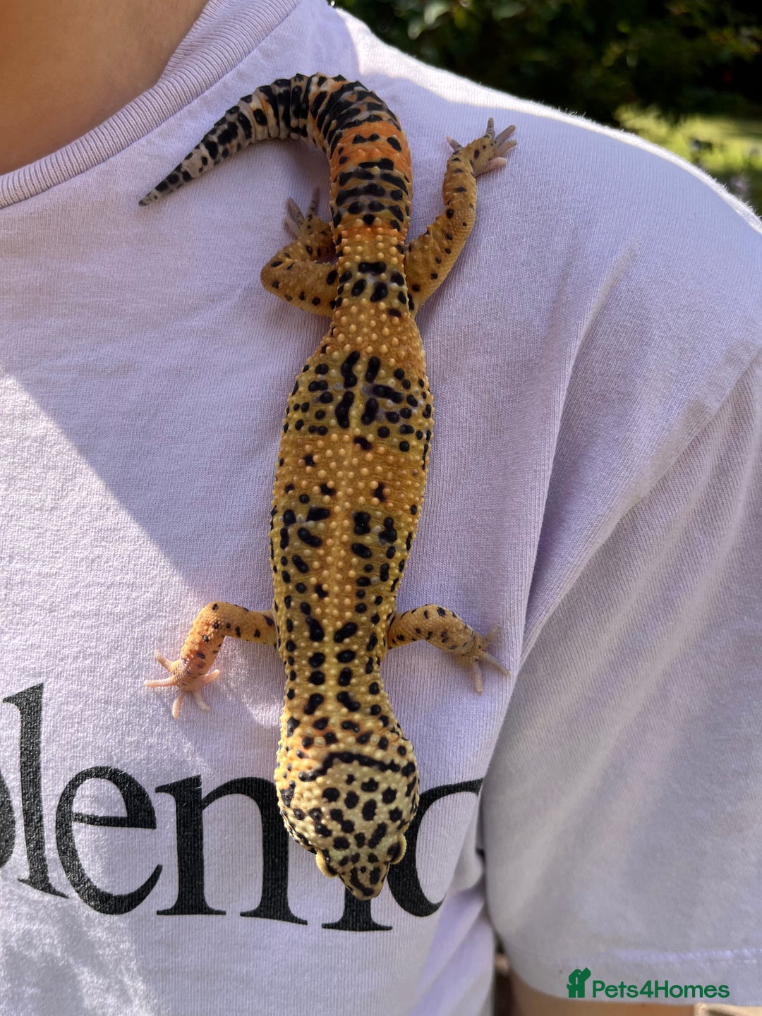 Leopard Gecko reptiles for sale: Leo the Leopard Gecko. Black Night/Mack Snow - Image 8