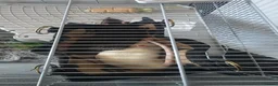 Rat rodents for sale: 2 male rats for sale in Cardiff - Advert 3