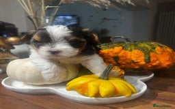 Yorkshire Terrier dogs for sale: Mini Yorkie looking for a new home  - Advert 7