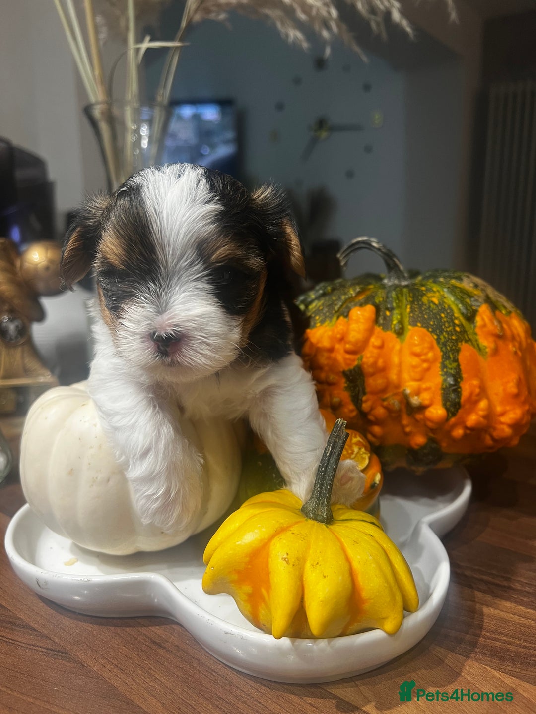 Yorkshire Terrier dogs for sale: Mini Yorkie looking for a new home  - Advert 7