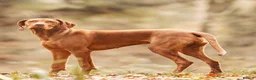 Hungarian Vizsla dogs for sale: Litter of stunning Viszlas!! - Advert 2