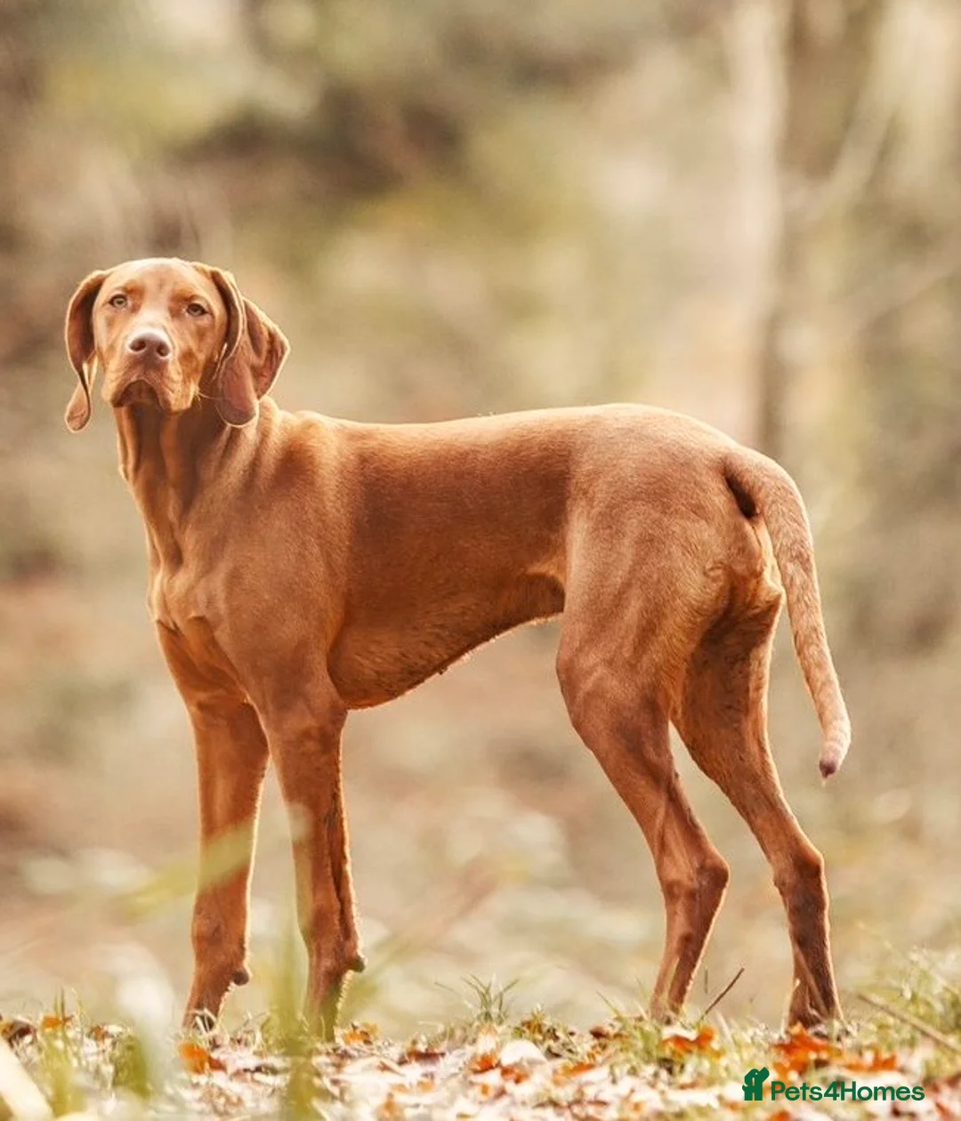 Hungarian Vizsla dogs for sale: Litter of stunning Viszlas!! - Advert 2