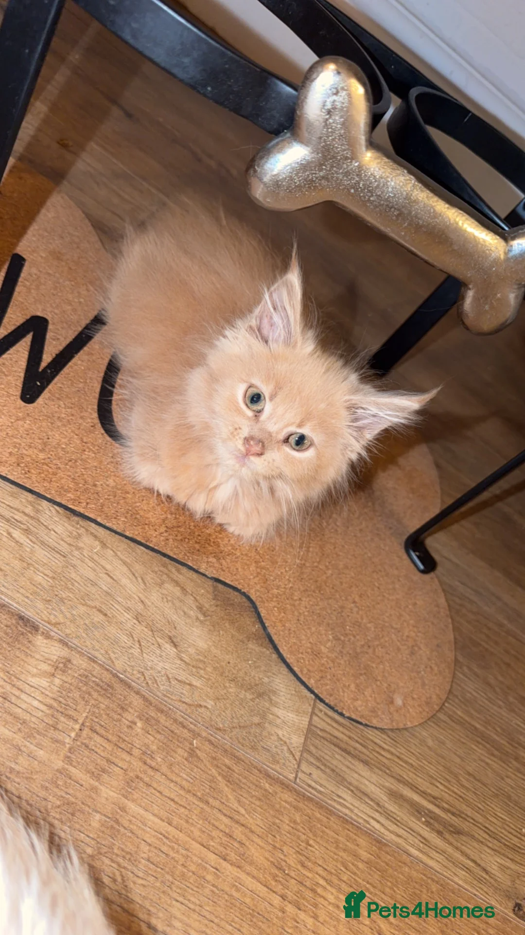 Maine Coon cats for sale: Pure bred mainecoon kitten  - Advert 2