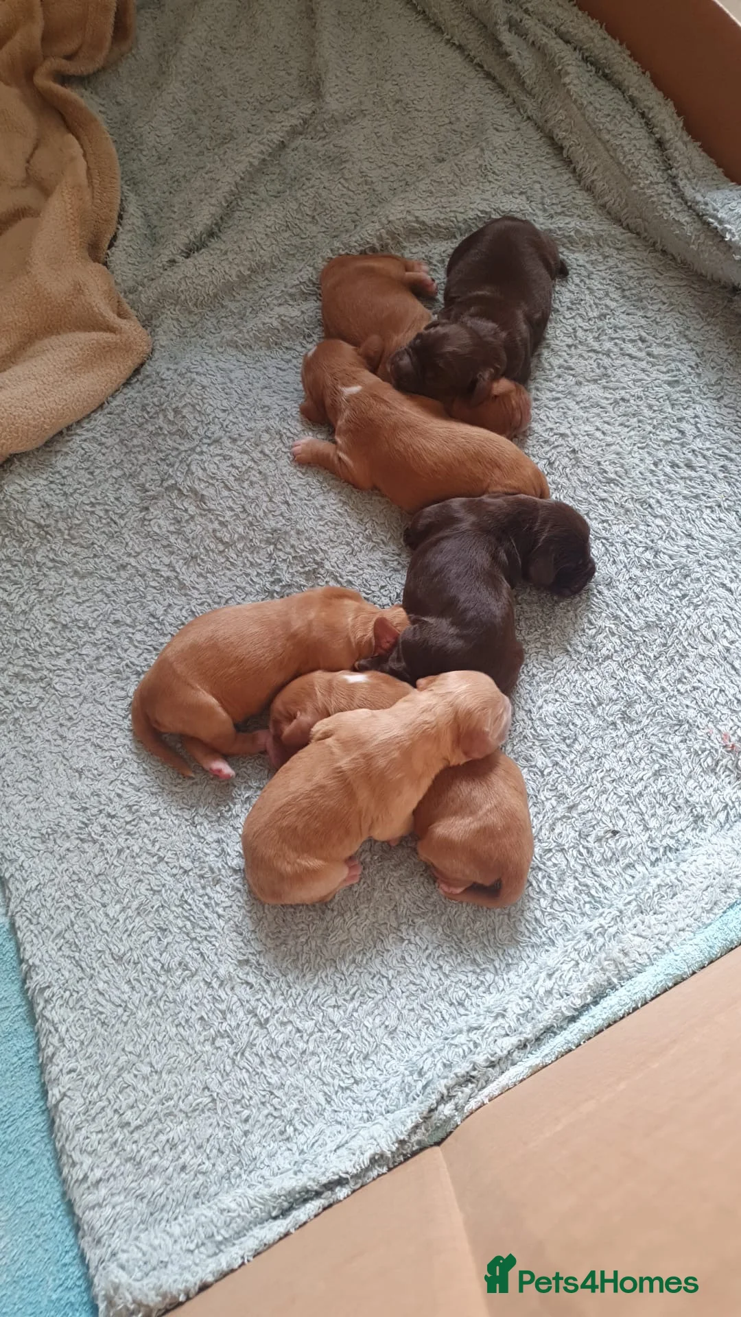 Cocker Spaniel dogs for stud: DNA TESTED CHOC AND TAN WORKING COCKER in Doncaster - Advert 12