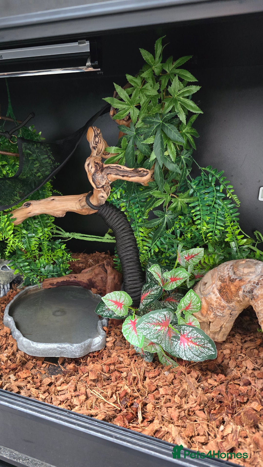 Python Snake reptiles for sale: Ball Python + full set up - Image 9