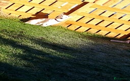 Jack Russell dogs for stud: Jack Russel STUD - Image 3