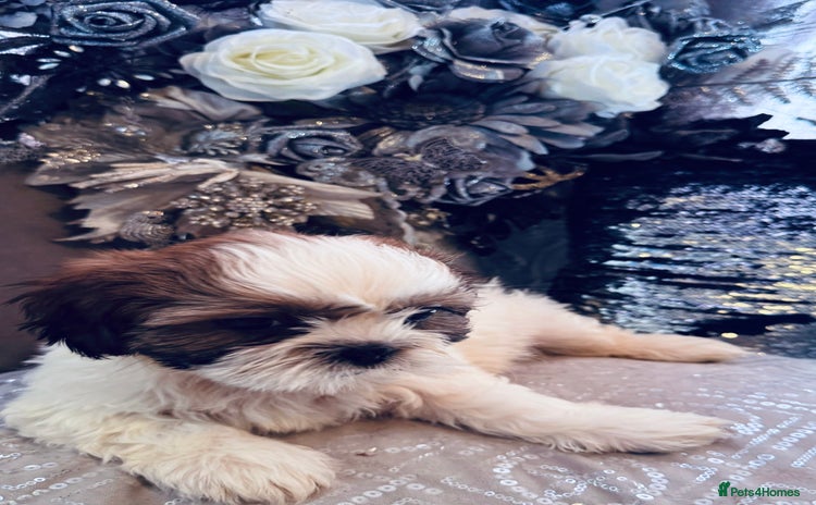 Shih Tzu dogs - Advert 2