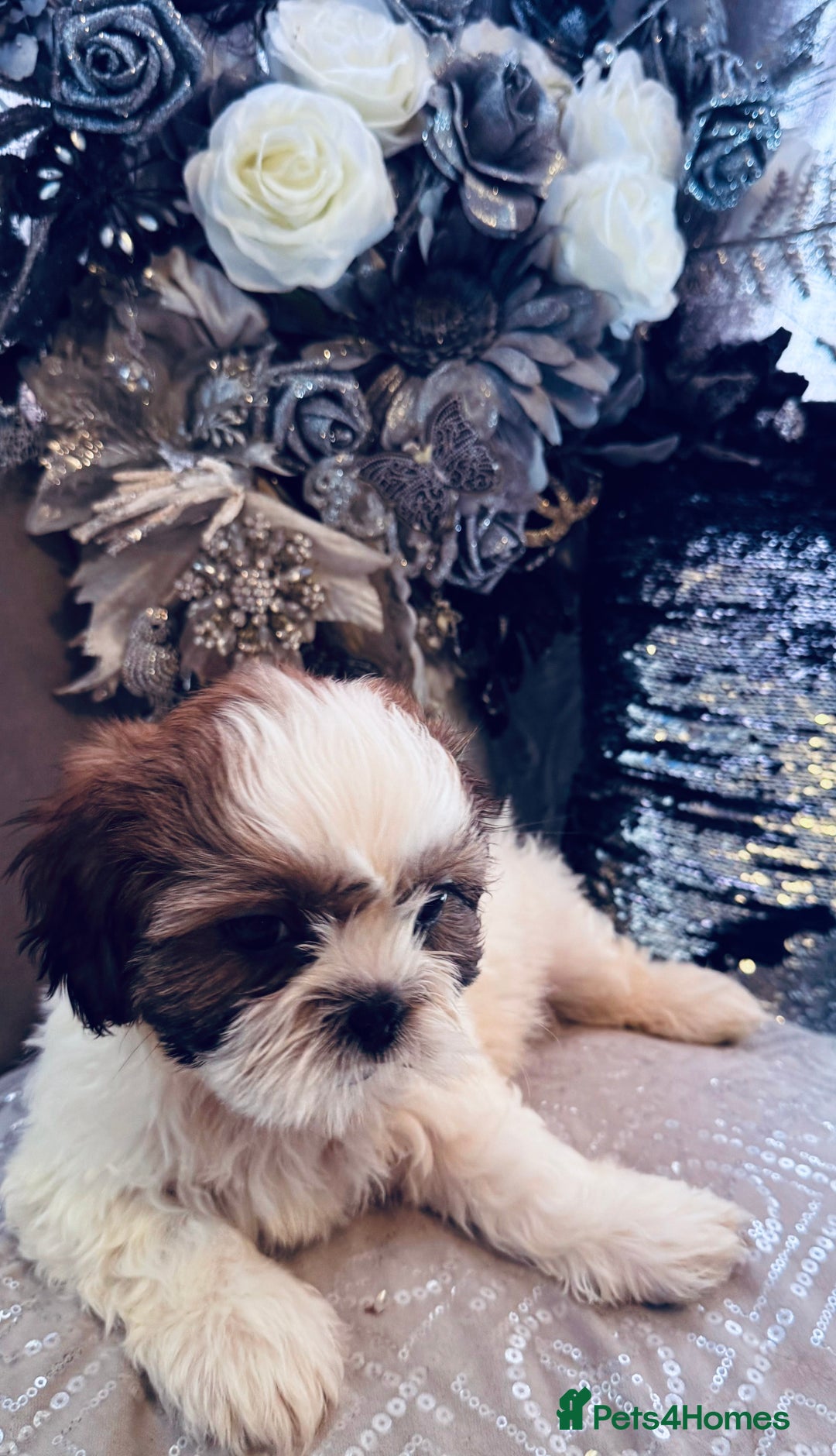 Shih Tzu dogs for sale: 🐶✨ Beautiful Shih Tzu Puppies for Sale! ✨🐶 - Image 3