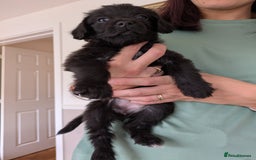Mixed Breed dogs for sale: Gorgeous Black Poogledoodles Kid-Friendly Beauties - Image 26