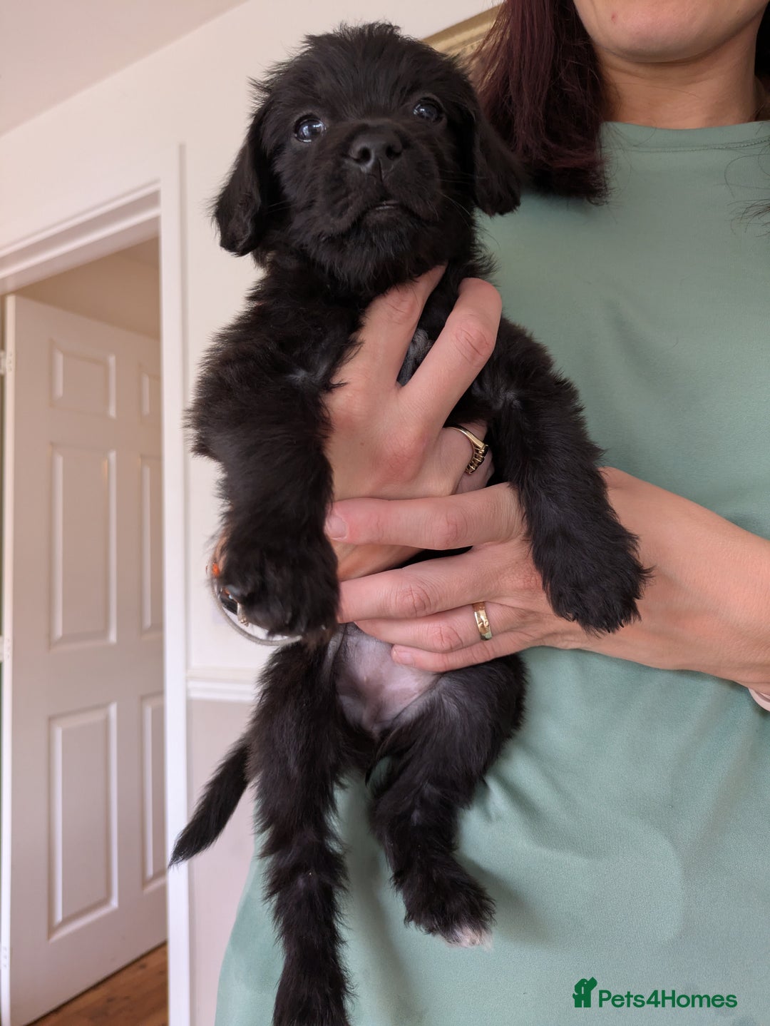 Mixed Breed dogs for sale: Gorgeous Black Poogledoodles Kid-Friendly Beauties - Image 26
