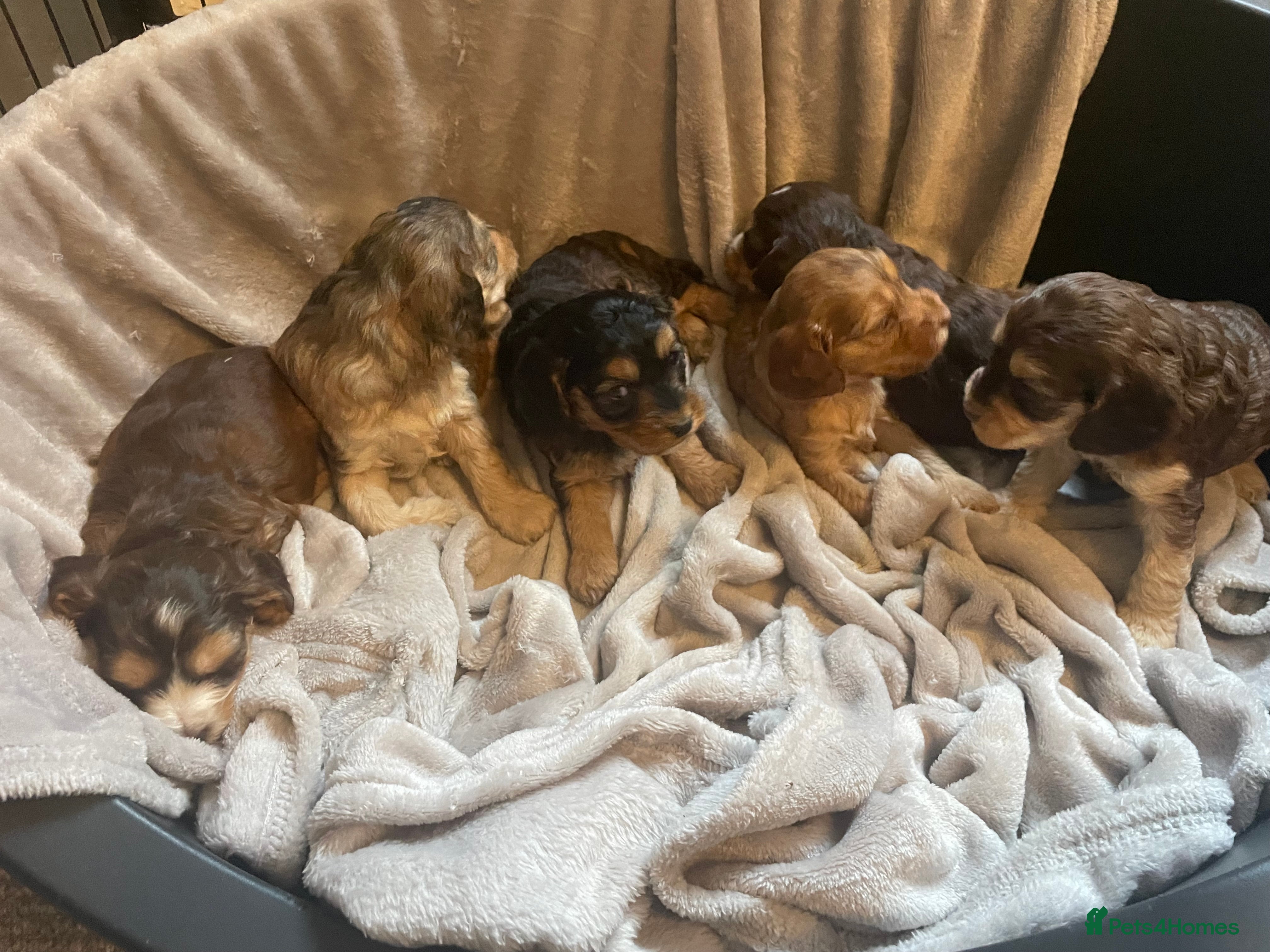 Cockapoo dogs Stunning sable cockapoos  - Advert 2