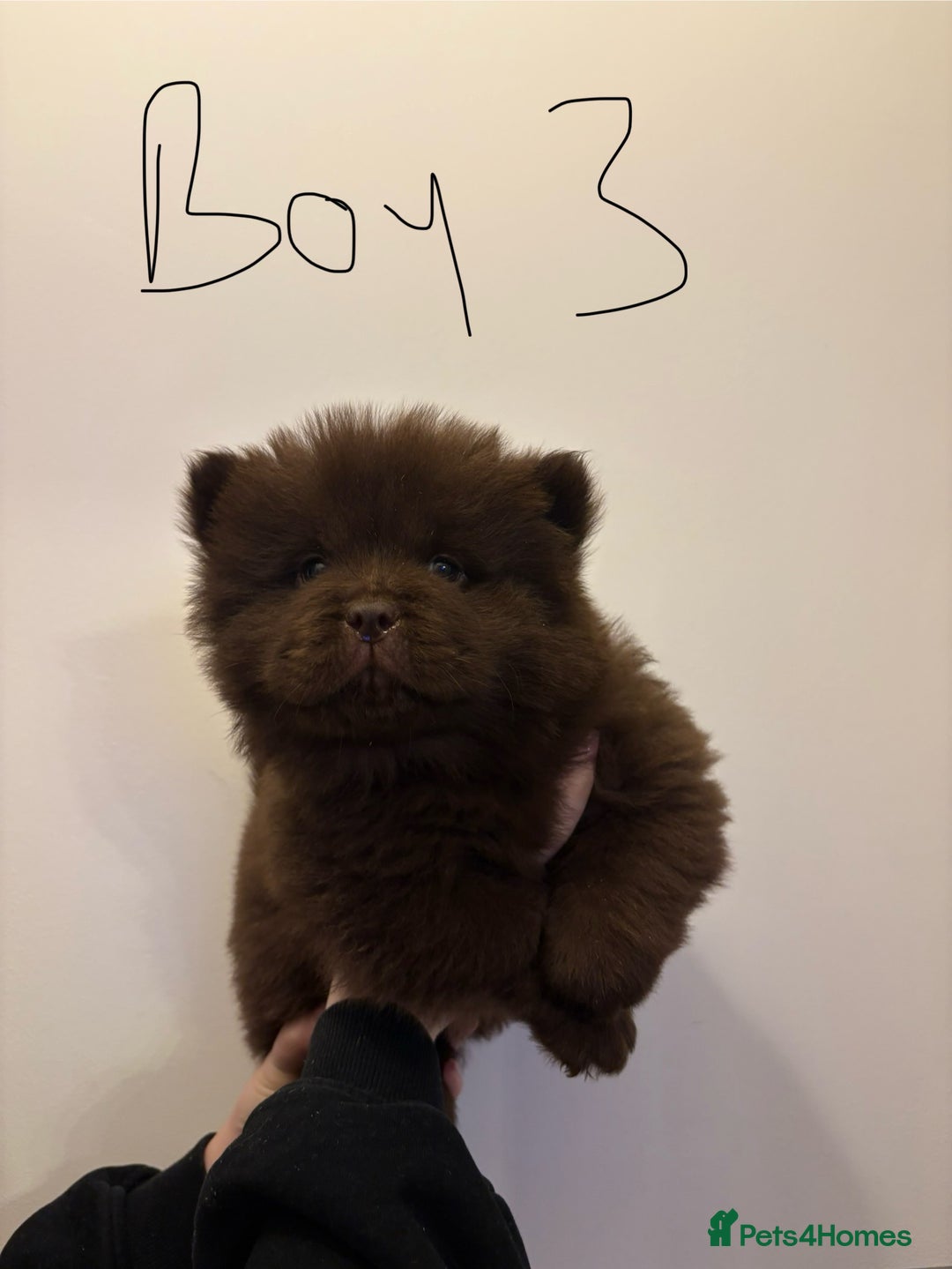 Chow Chow dogs for sale:  🐾 Exclusive Chow Chow Puppies  - Advert 23