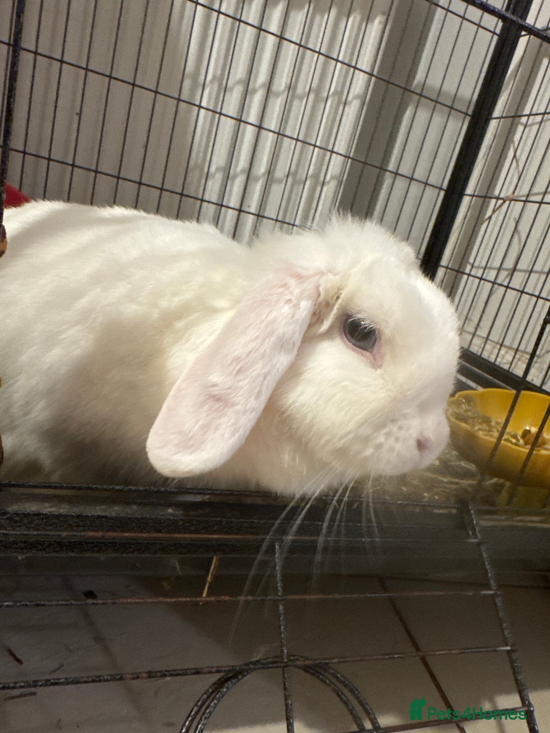 Mini Lop rabbits for sale: White rabbit  - Advert 2