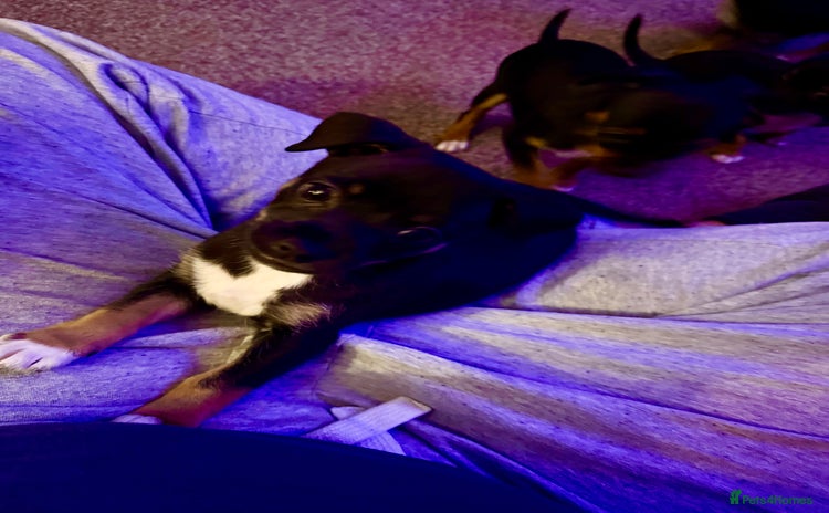 Mixed Breed dogs Beautiful Jack X Chihuha Boy Remaining  - Advert 8