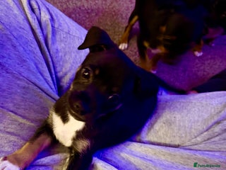 Mixed Breed dogs Beautiful Jack X Chihuha Boy Remaining - Advert 5