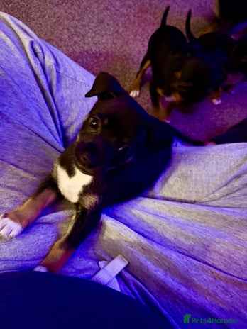 Mixed Breed dogs Beautiful Jack X Chihuha Boy Remaining - Advert 8