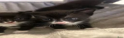 Mixed Breed cats for sale: 5 beautiful mixed black and white kittens  in Wickford - Advert 8