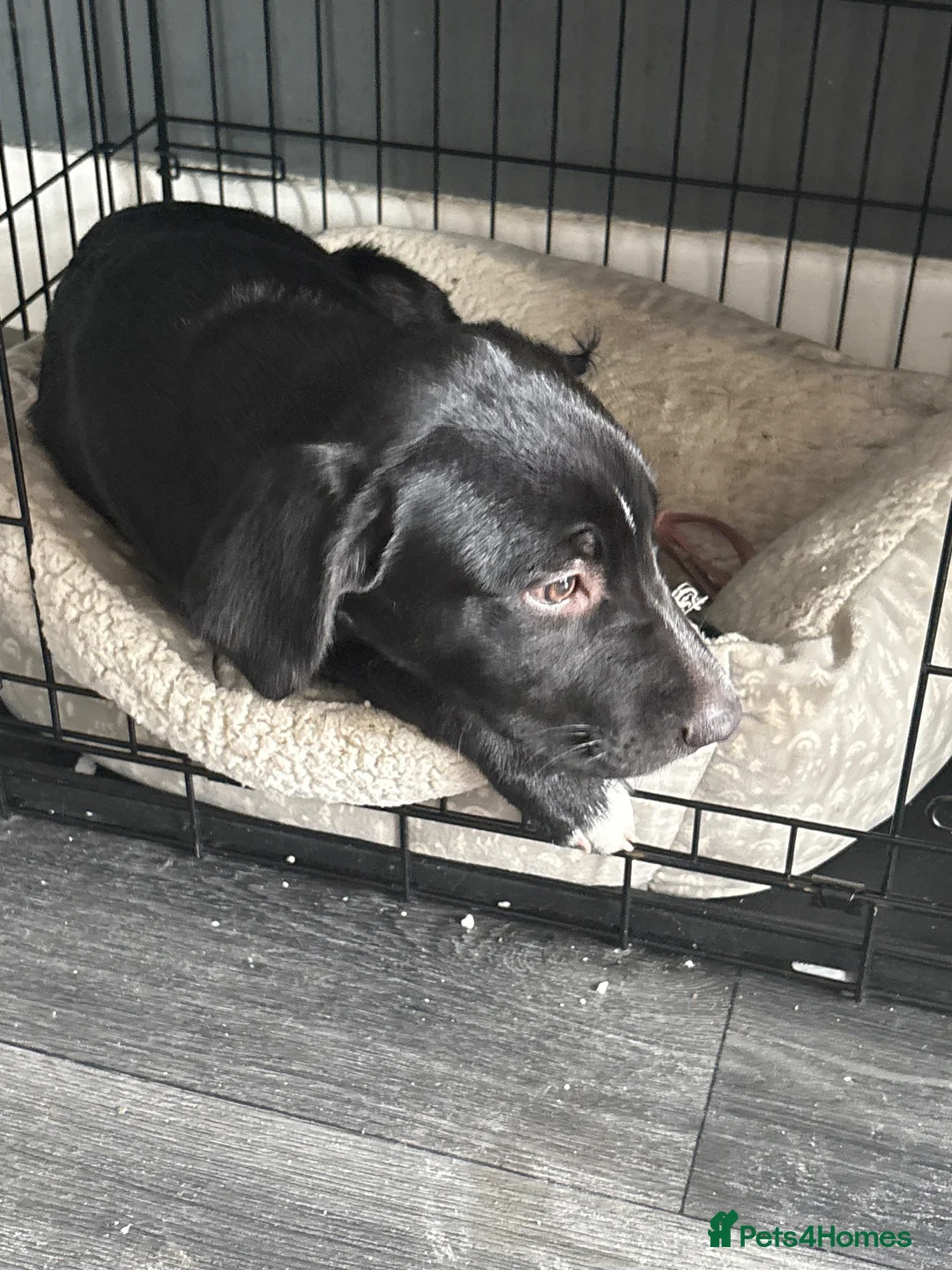 Mixed Breed dogs for sale: Dog for sale  - Advert 1