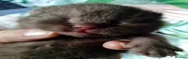 British Shorthair Kitten 1