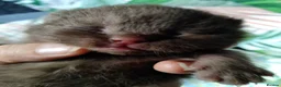 British Shorthair cats for sale: Fantastic chocolate pedigree GCCF registered kitt. - Advert 3