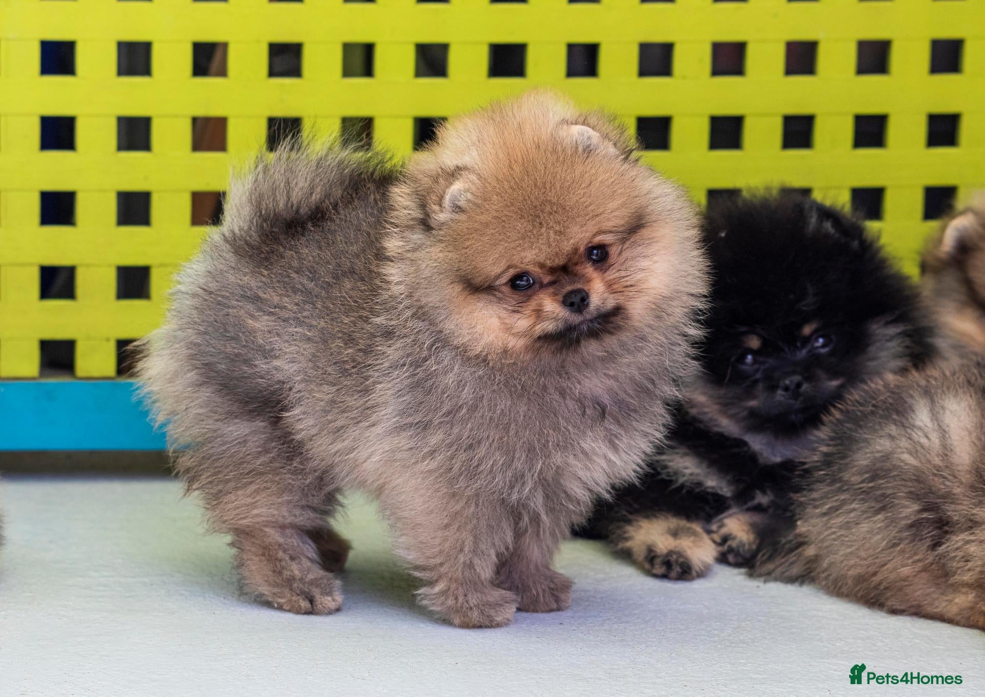 Pomeranian dogs Miniature Pomeranian boys - Advert 4