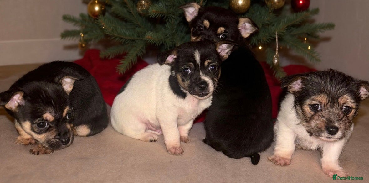 Mixed Breed dogs Jack Russel x Yorkshire Terrier - Advert 2