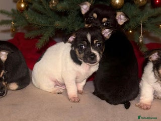 Mixed Breed dogs Jack Russel x Yorkshire Terrier - Advert 1